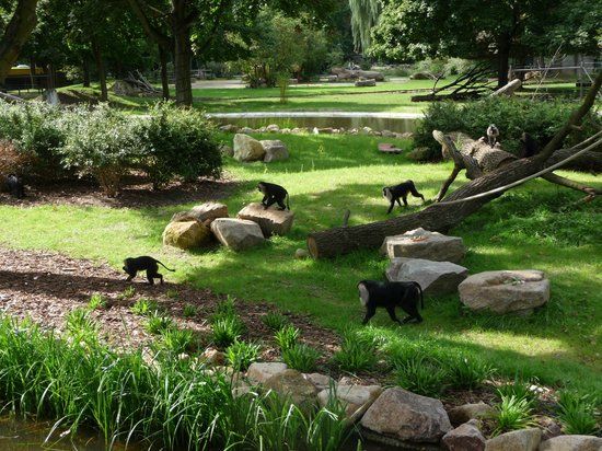 Ogród zoologiczny w Dreźnie